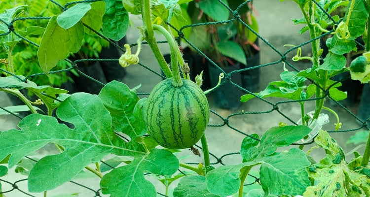 Mini Sweet Watermelon Seeds – Grow in Pots at Home 🍉