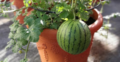 Mini Sweet Watermelon Seeds – Grow in Pots at Home 🍉