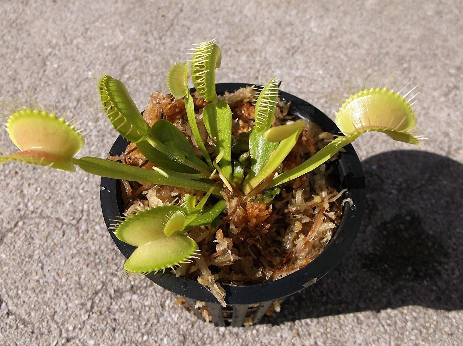 Elite Botanics - Venus Flytrap (Dionaea muscipula - Pack of 2)