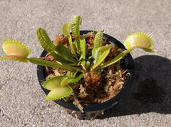 Elite Botanics - Venus Flytrap (Dionaea muscipula - Pack of 2)