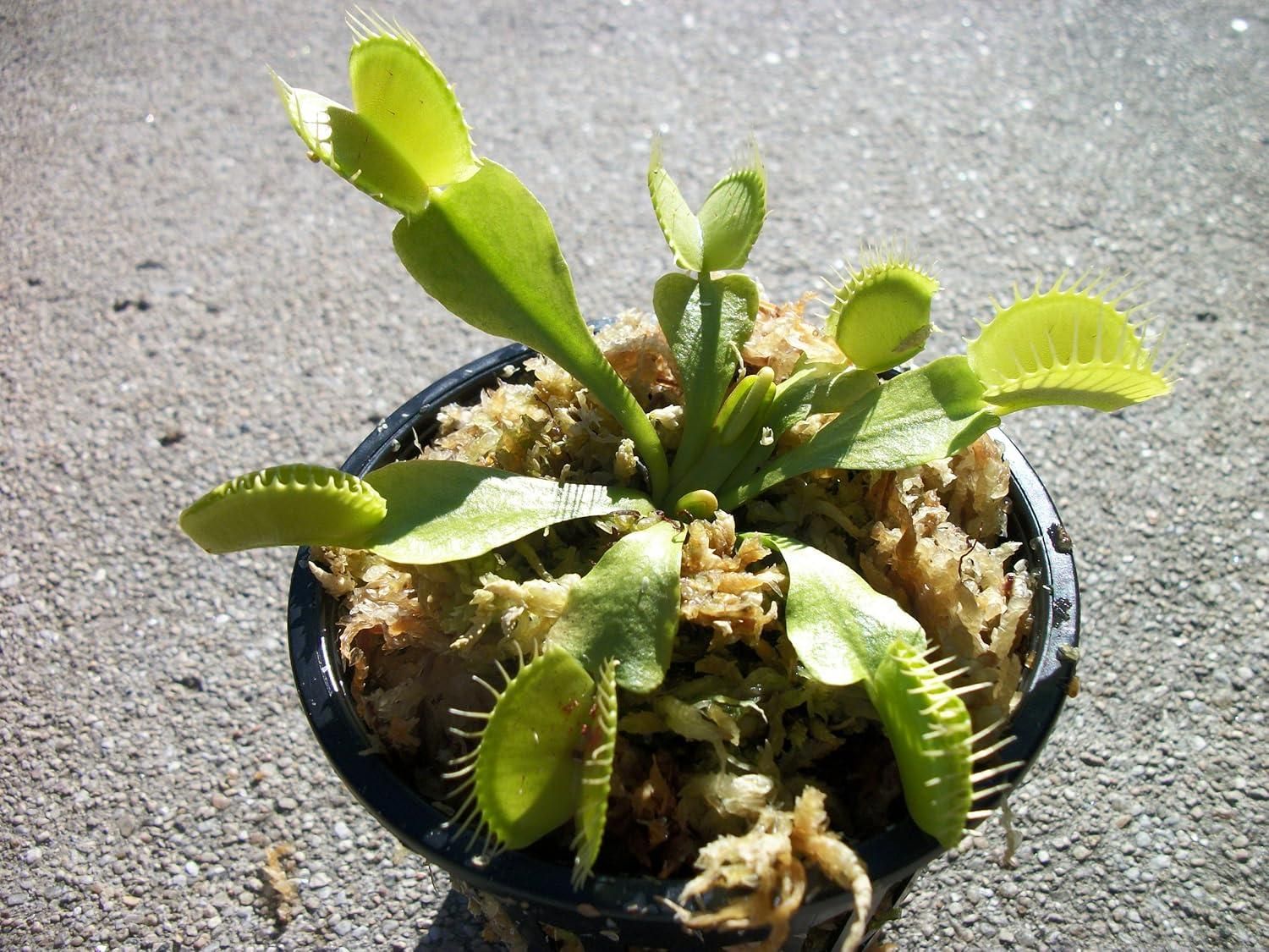 Elite Botanics - Venus Flytrap (Dionaea muscipula - Pack of 2)