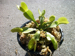 Elite Botanics - Venus Flytrap (Dionaea muscipula - Pack of 2)