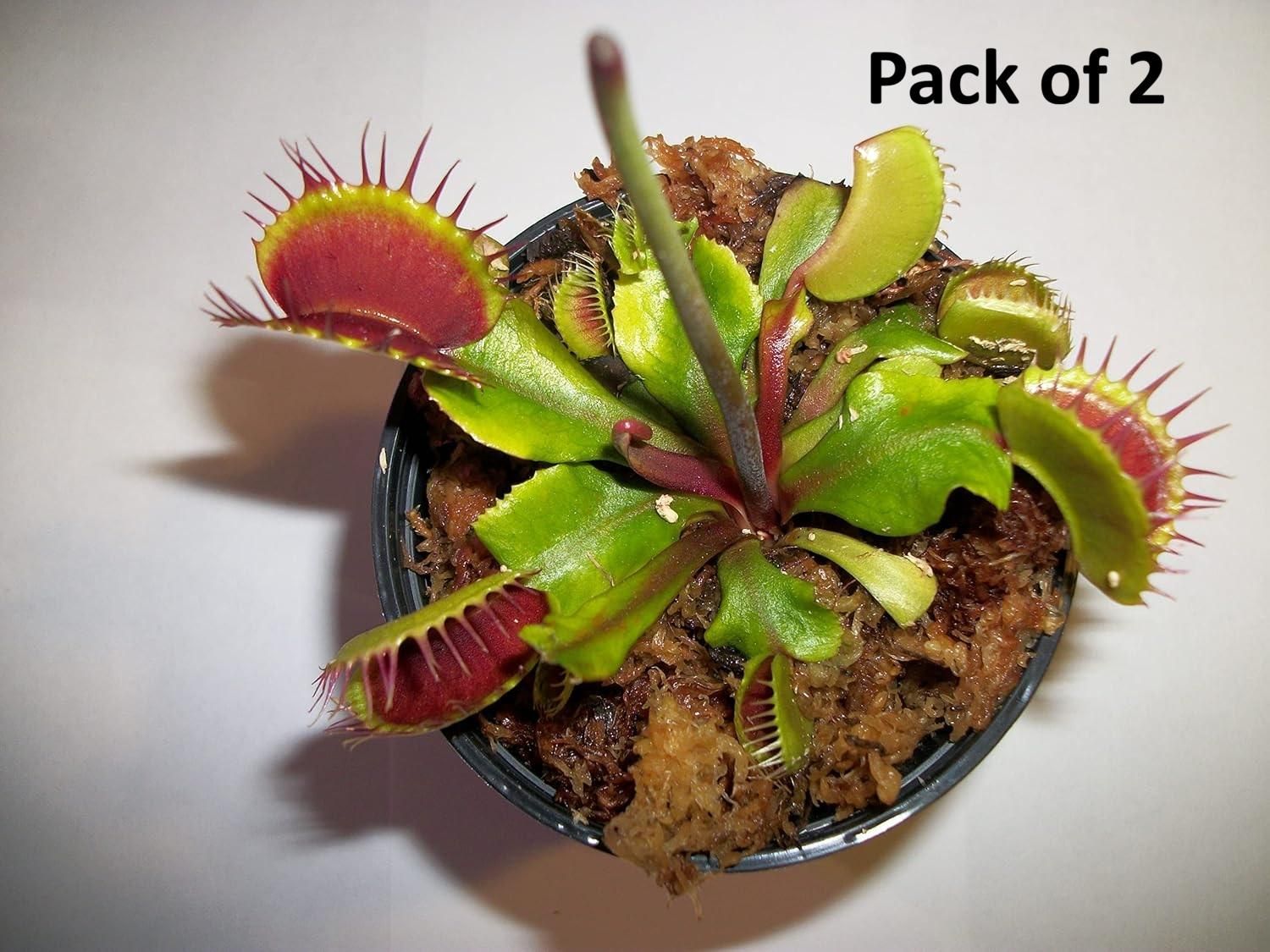 Elite Botanics - Venus Flytrap (Dionaea muscipula - Pack of 2)