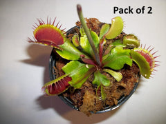 Elite Botanics - Venus Flytrap (Dionaea muscipula - Pack of 2)