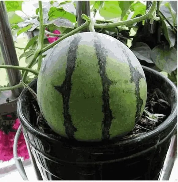 Mini Sweet Watermelon Seeds – Grow in Pots at Home 🍉