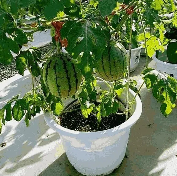 Mini Sweet Watermelon Seeds – Grow in Pots at Home 🍉