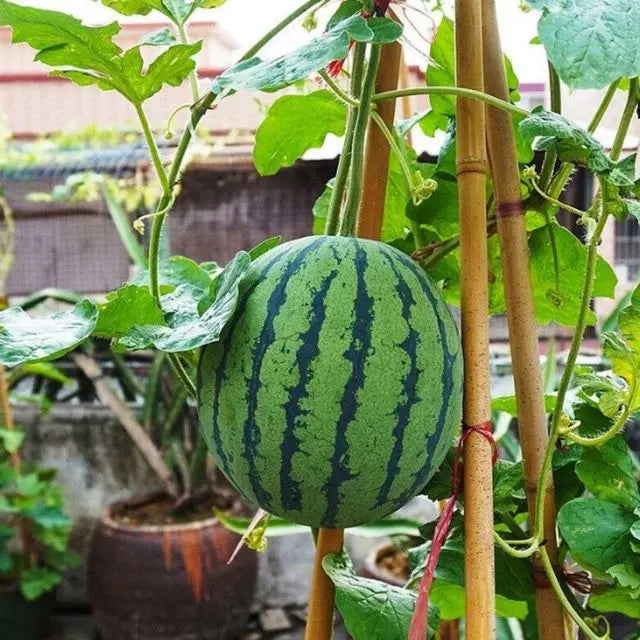 Mini Sweet Watermelon Seeds – Grow in Pots at Home 🍉